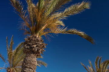 Obraz na płótnie Canvas View of date palms on the beach on the Mediterranean coast. Rest at the sea. Djerba Island, Tunisia