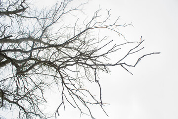 Fototapeta na wymiar Tree branches and tree branches on a white background