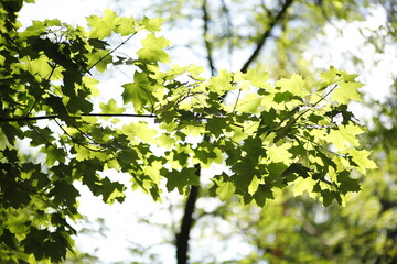 Listki zielone latem tło