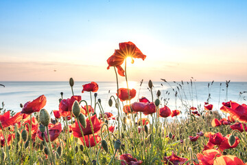 mohn am meer