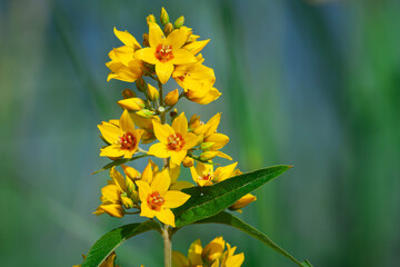 Żółte polne kwiaty 
