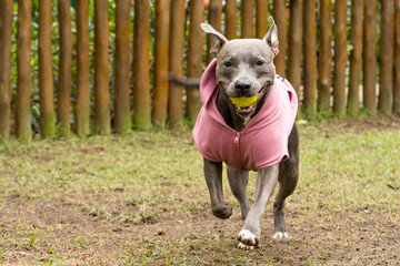 Pit bull dog in a pink sweatshirt playing in the park on a cold day. Pit bull in dog park with...