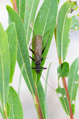 Stonefly, Plecoptera, Insecta. Winged insect of order plecoptera. Stonefly on leaf, macro photo, this insect is often imitated by fly fishermen
