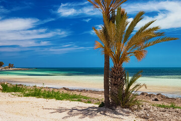 Plakat A beautiful view of the Mediterranean coast with birch water, a beach with white sand and a green palm tree.