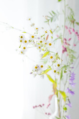 Delicate wildflowers in a vase. Bright defocused background