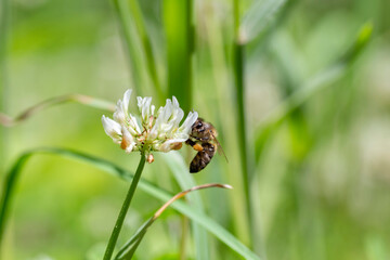 The bee (Apis mellifera) works on the flower white clover (Trifolium repens). Bee at the clover. Closeup of bee at work on white clover flower collecting pollen.