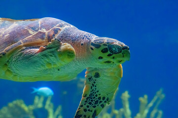 Fototapeta premium green turtle swimming