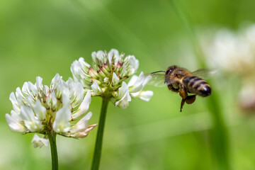 The bee (Apis mellifera) works on the flower white clover (Trifolium repens). Bee at the clover. Closeup of bee at work on white clover flower collecting pollen.