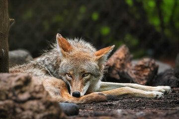 Coyote in the zoo