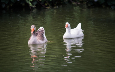 Gray geese swimming in the water. Domestic Geese Swimming in pond.	