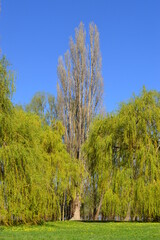 Obraz premium herbst, baum, wald, landschaft, natur, himmel, baum, fall, gras, gelb, green, feld, birches, jahreszeit