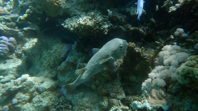 Porcupinefish slowly swims near coral reef. Ajargo, Giant Porcupinefish or Spotted Porcupine Fish (Diodon hystrix)