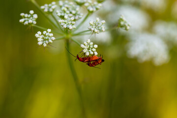 Due insetti insieme sopra un fiore di sambuco. Sfondo verde della vegetazione naturale in biotopo.