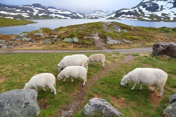 Naklejka premium Livestock in Norway - grazing sheep