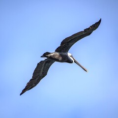 pelican in flight