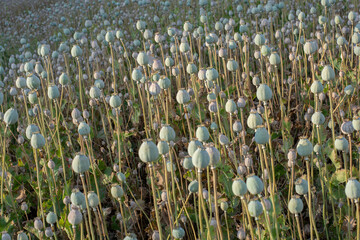 Obraz premium Poppy (Papaver somniferum) seed heads in the summer. The plant is also known as Breadseed or Opium poppy.