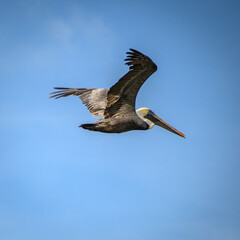 Fototapeta na wymiar pelican on the sky