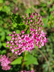 Japanese meadowsweet also Japanese spiraea (in german Sommerspiere also Japanischer Spierstrauch) Spiraea japonica