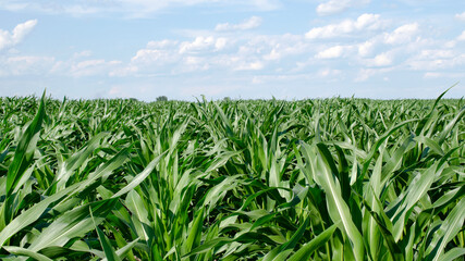 Young green maize growing on the field, background. Plantation of corn on a background of blue sky...