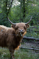 Highland cow, having a snack.