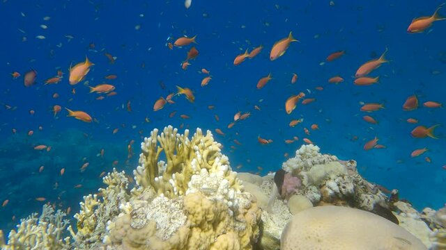 Slow motion, Colorful tropical fishswims on beautiful coral reef on blue water background. Arabian Chromis (Chromis flavaxilla) and Lyretail Anthias (Pseudanthias squamipinnis)