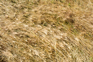 Natural autumn background. Close-up on dry spikelets.