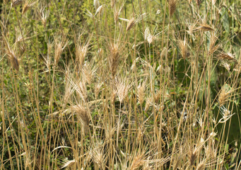 Natural autumn background. Close-up on dry spikelets.