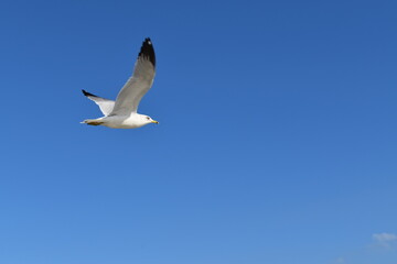 seagull in flight