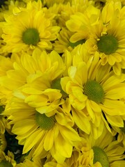 yellow chrysanthemum flowers