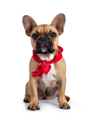 Cute young fawn French Bulldog youngster, sitting facing front wearing red farner scarf around neck. Looking towards camera. Isolated on white background.