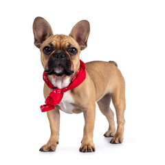 Cute young fawn French Bulldog youngster, standing side ways wearing red farner scarf around neck. Looking towards camera. Isolated on white background.