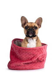 Cute young fawn French Bulldog youngster, sitting in pink velvet basket. Looking towards camera. Isolated on white background.