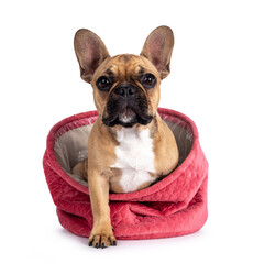 Cute young fawn French Bulldog youngster, stepping out of pink velvet basket. Looking towards camera. Isolated on white background.