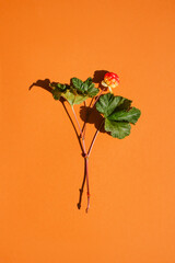 forest red berry on a branch with green leaves on a terracotta background, top view