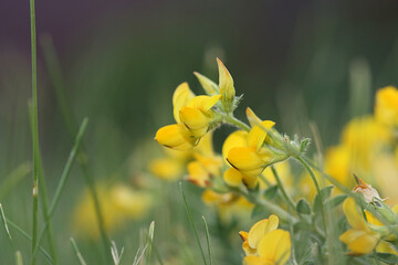 Close-up photo of yellow wildflowers on a green background