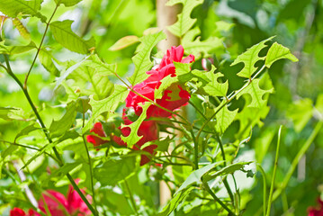 Rose leaves eaten by aphid pests, caterpillar. Plant disease. 