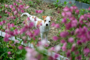 Hund steht im Blumenbeet 