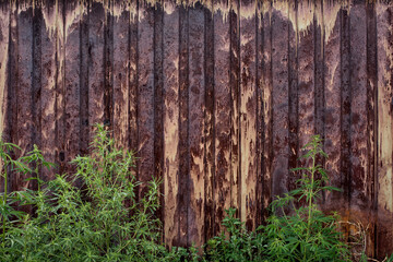 Stalks of cannabis plant on the grunge background in summer.