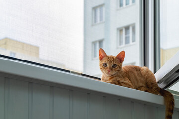 A small cute ginger tabby kitten sits on the window sill with a protective mosquito and anti-vandal...