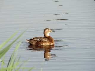 close up Eurasian Teal brown duck on the lake