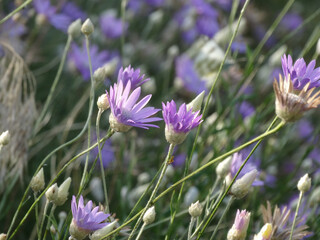 Pink flowers of an annual evergreen Dried flowers (Xeranthemum)