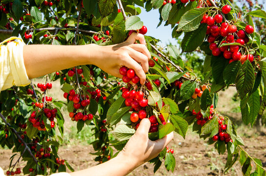 girl collects ripe cherries from a tree branch on a clear day