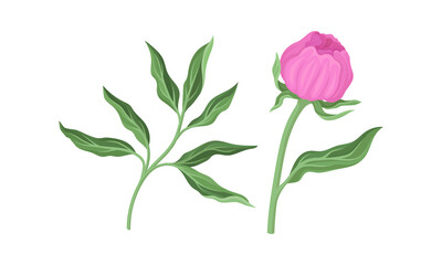 Pink Peony Flower Bud on Green Stems with Leaves Vector Set