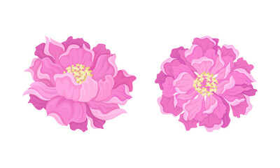 Peony Open Flower Bud with Showy Pink Petals and Stamens Vector Set