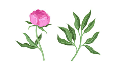 Pink Peony Flower Bud on Green Stems with Leaves Vector Set