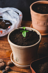 Young Tangerine Plant in a Ceramic Pot