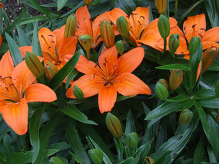 luxurious orange lilies bloom in summer on a flower bed in the garden