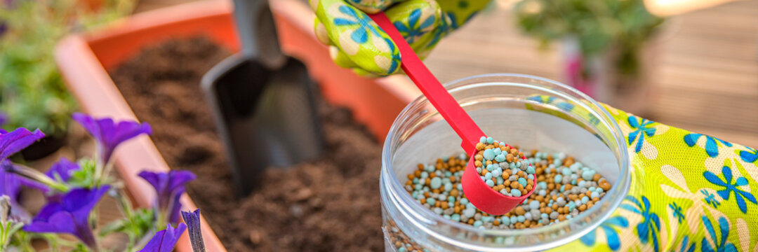 Fertilizer For Flowers. Close-up Of A Gardener's Hand In A Glove Fertilizing Flowers In The Street. The Process Of Planting Flowers In Pots On The Terrace