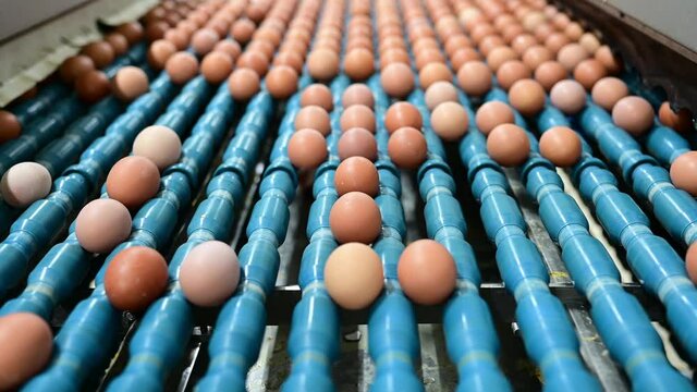 Egg factory in full operation