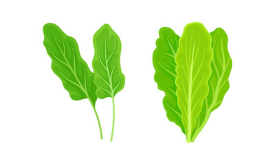 Leaf Vegetables or Vegetable Greens as Salad Ingredient Vector Set
